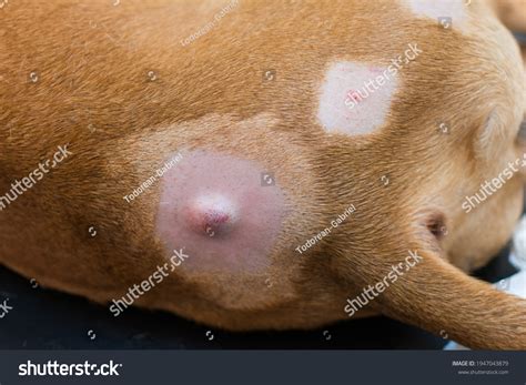 Sebaceous Cyst In Dogs Treatment