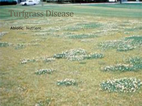 PPT - Turfgrass Diseases PowerPoint Presentation, free download - ID:5644270