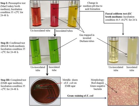 Test for identification of E. coli and fecal coliform | Download Scientific Diagram