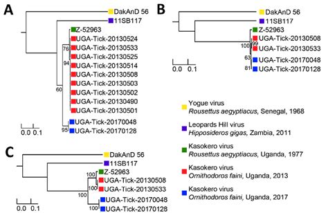 Maximum Likelihood Phylogenies Constructed From Virus Sequences