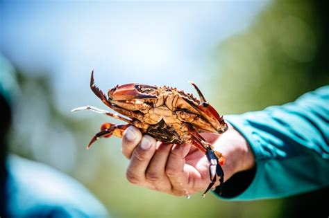 Free Photo Man Holding A Crab From His Catch During The Day