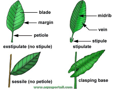 Stipulé : définition illustrée et explications