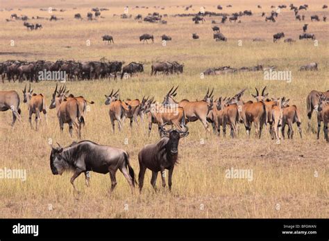 African wildebeest hi-res stock photography and images - Alamy