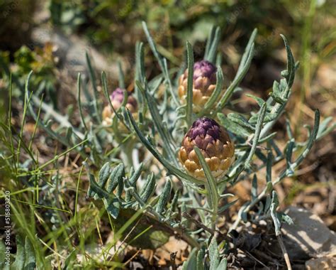 Rhaponticum Carthamoides Flowers Maral Root Or Rhaponticum Flower