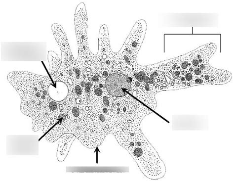 Amoeba Under Microscope Labeled