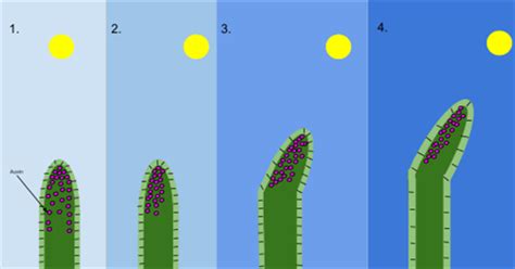 tropism  plants lesson science state board class