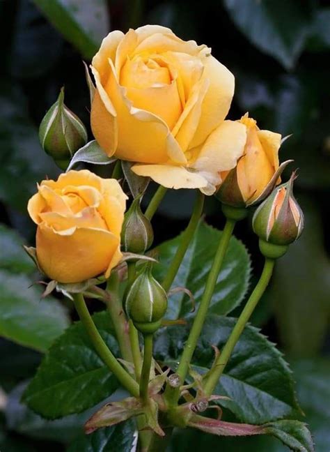 Pin By Ane Castro On Beautiful Roses Beautiful Rose Flowers