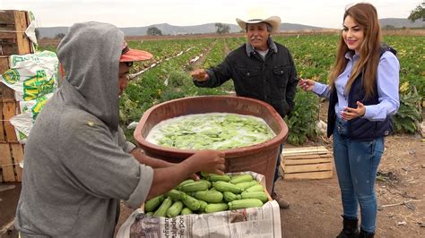 Calabacita CHABELA Hasta 40 COSECHAS De Una PLANTA ALMA Coronel