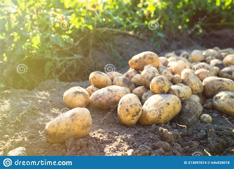 Stapel Nieuw Geoogste Aardappelen Nbsp Solanum Tuberosum Op Het Veld