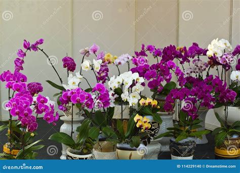 Collection of White,yellow and Pink Orchids Flower Stock Photo - Image ...