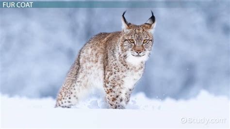 Lynx Adaptations: Lesson for Kids - Video | Study.com