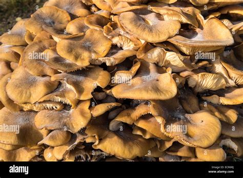 Miel hongos creciendo en viejo tocón de árbol los Cotswolds