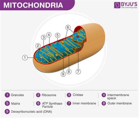 Inner Mitochondrial Membrane - An Overview