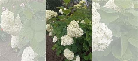 Гортензия купить в Новосибирске | Товары для дома и дачи | Авито