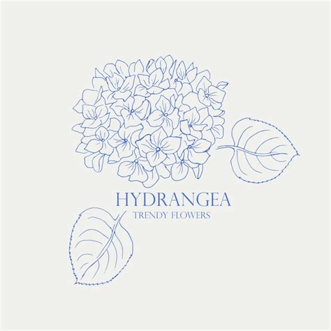 Hydrangea Logo Trendy Botanical Elements Hand Drawn Line Leaves And