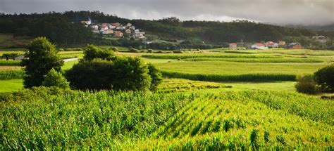 Motivos Para Adquirir Los Productos Gallegos De Lareira Gourmet