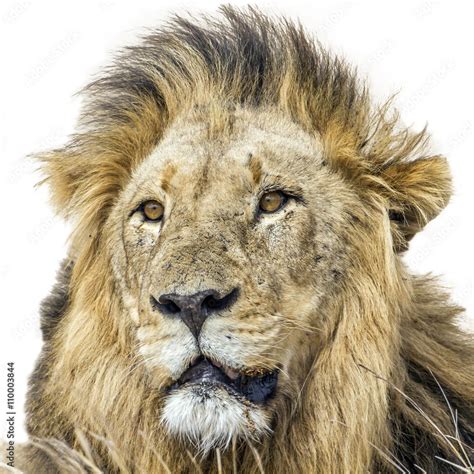 Lion portrait isolated in white background Stock Photo | Adobe Stock