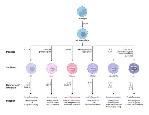 Macrophage Subtypes in Atherosclerosis | BioRender Science Templates