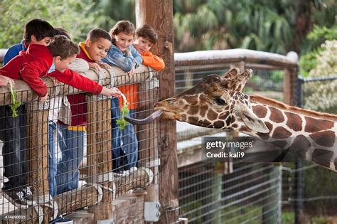 Children At Zoo Feeding Giraffe High-Res Stock Photo - Getty Images