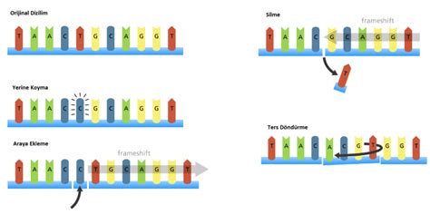 Mutasyon Nedir Mutasyon Çeşitleri Nelerdir Bilgeyik