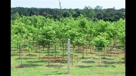 Agarwood Contract Farming At Rs Plant In Indore Id