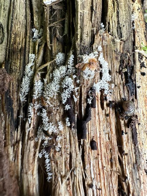 Honeycomb Coral Slime Mold From Central Kootenay BC Canada On May 26