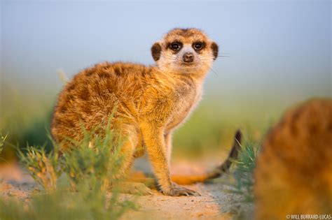 Meerkat | Will Burrard-Lucas