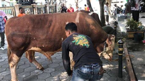 Prabowo Kurban Sapi Ton Di Masjid Agung Demak Gerindra Wasilah