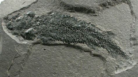 Fossil Fish Osteolepis Tetrapod Ancestor