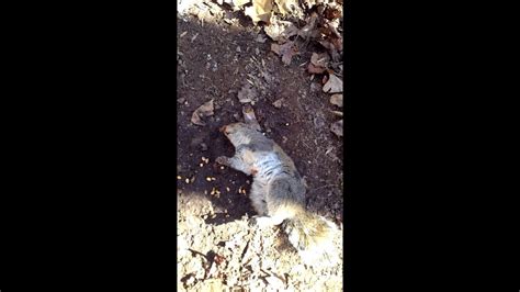 Squirrel Shot With Poison Blowdart Crazy Youtube