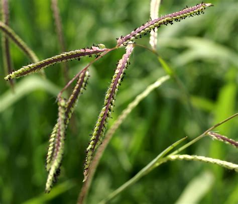 Gras Dallis Caterpillar Grass Paspalum Dilatatum Flickr