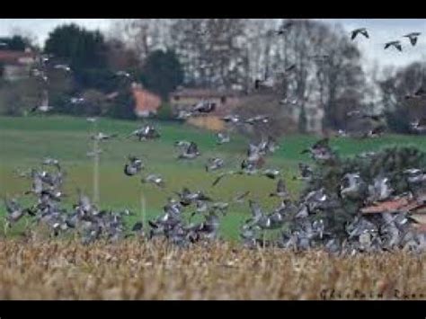 Compilation Chasse Aux Pigeons Ramiers Saison Youtube