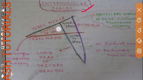 Intermuscular Spaces Around Scapula Triangular And Quadrangular Spaces