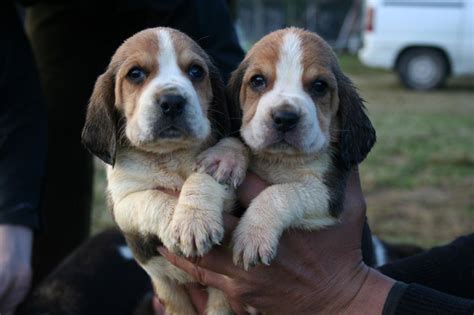 A Donner Chiots Beagle Pure Race Male Et Femelle Joomil Ch