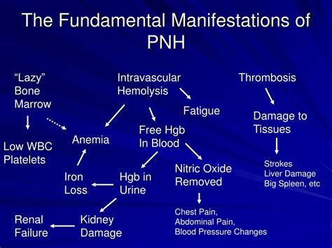 PPT - PNH PowerPoint Presentation, free download - ID:1719120