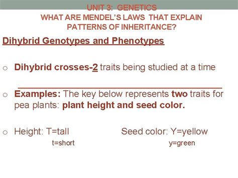 UNIT 3 GENETICS WHAT ARE MENDELS LAWS THAT