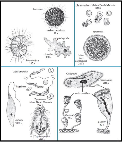 Biologi Gonzaga Test Awal Protozoa