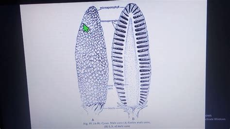 Male Cone Microsporophylls Cycas Gymnosperms Botany B Sc Nd