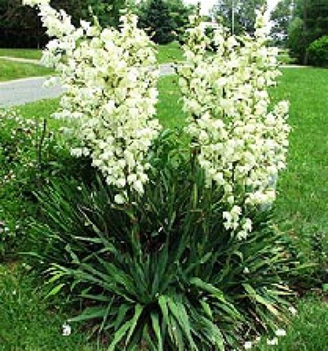 Yucca Filamentosa Palmlelie Bloemenpark Appeltern