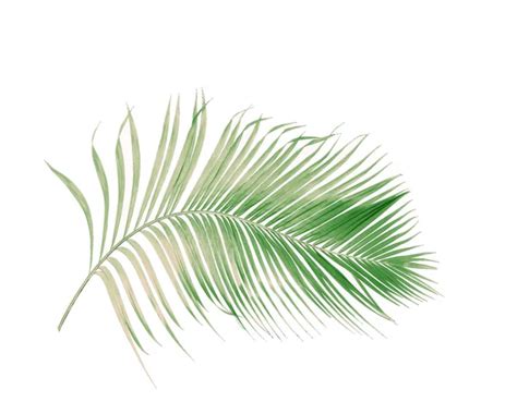 Palm Features Stock Photos Royalty Free Palm Features Images