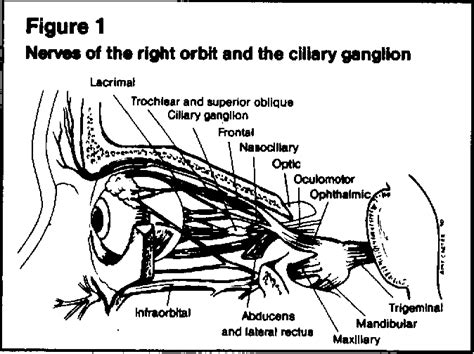 Figure 1 From Retrobulbar Block A Review For The Clinician Semantic