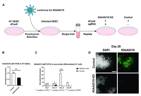 Depletion Of Kiaa By Crispr Interference Crispri A Workflow For