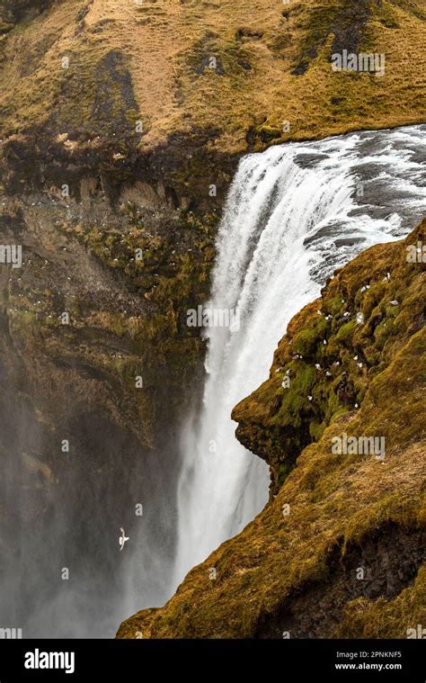 Elevated View Of The Cascade Of The Mighty Sk Gafoss Waterfall Sk Ga