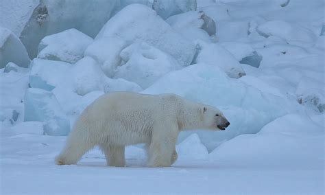 Canadian man killed in rare polar bear attack - BNO News