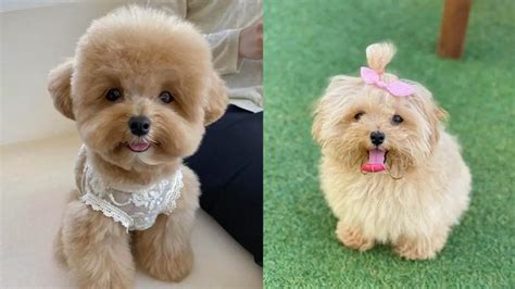 Poodle Mixes - Top 25 Cutest Designer Dogs You Should Know