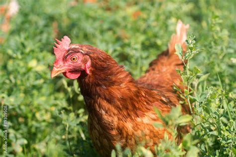 Red Sex Link Chickens Stock Photo Adobe Stock