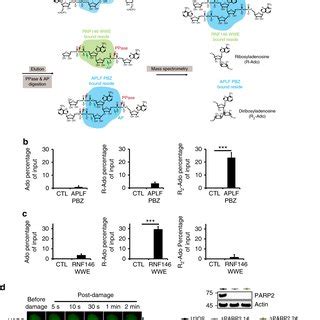 PARP2 Mediates The Branched PAR Chain Formation A A Diagram Of