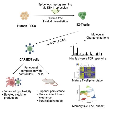 Ezh Repression Generates Mature Ipsc Derived Car T Cells With Enhanced