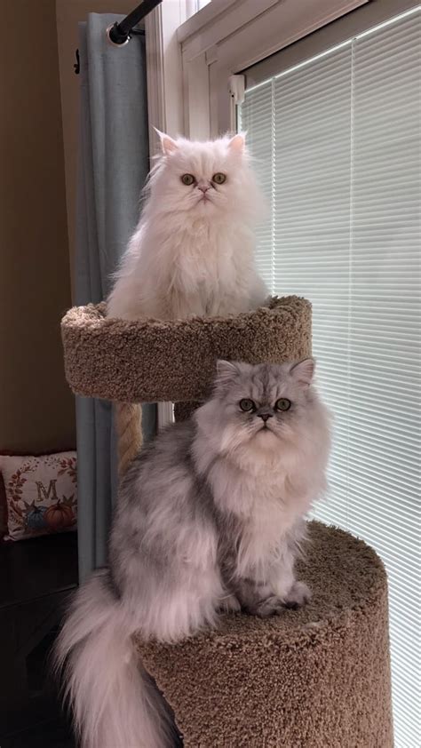 Persian Cat Persian Longhair Iranian Cat Shirazi Cat Persiancat