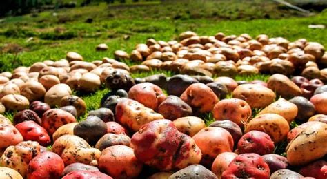 Día Nacional De La Papa Uso De Los Diversos Tipos De Papa En La Comida Peruana Perú Papa